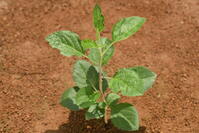 リンゴ　実生苗 [XJU110005087]