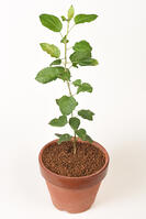 リンゴ　実生苗 [XJU110005088]