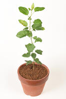 リンゴ　実生苗 [XJU110005089]