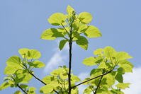 イイギリ　新葉 [XJU110005092]