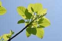 イイギリ　新葉 [XJU110005093]