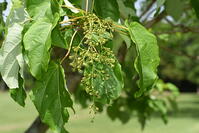 イイギリ　花 [XJU110005094]