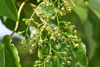 イイギリ　花 [XJU110005095]