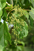 イイギリ　花 [XJU110005096]