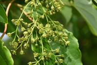 イイギリ　花 [XJU110005097]