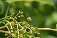 イイギリ　花 [XJU110005099]