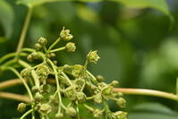 イイギリ　花 [XJU110005100]