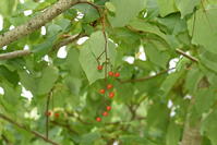 イイギリ　実 [XJU110005101]