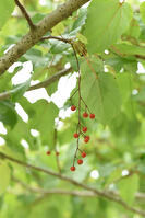 イイギリ　実 [XJU110005103]