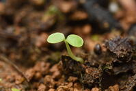 イイギリ　子葉(双葉) [XJU110005105]