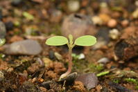 イイギリ　子葉(双葉) [XJU110005106]