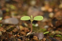 イイギリ　子葉(双葉) [XJU110005107]