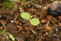 イイギリ　子葉(双葉) [XJU110005108]