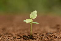 イイギリ　発芽 [XJU110005110]