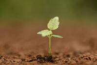 イイギリ　発芽 [XJU110005111]