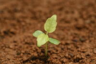 イイギリ　発芽 [XJU110005112]