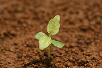 イイギリ　発芽 [XJU110005113]