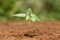 イイギリ　発芽 [XJU110005114]