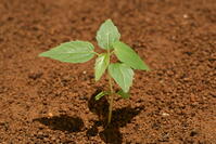 イイギリ　発芽 [XJU110005117]