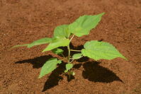 イイギリ　実生苗 [XJU110005118]