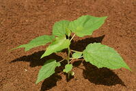 イイギリ　実生苗 [XJU110005119]