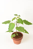 イイギリ　実生苗 [XJU110005120]