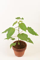 イイギリ　実生苗 [XJU110005121]