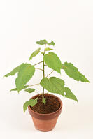 イイギリ　実生苗 [XJU110005122]