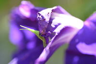 オンブバッタ　アサガオの花を食べる [XJU110005123]