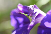オンブバッタ　アサガオの花を食べる [XJU110005124]