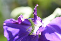 オンブバッタ　アサガオの花を食べる [XJU110005126]