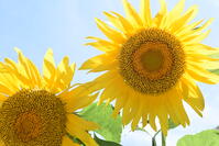 ヒマワリ　花 [XJU110005129]