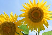 ヒマワリ　花 [XJU110005130]