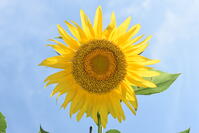 ヒマワリ　花 [XJU110005131]