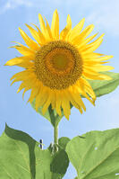 ヒマワリ　花 [XJU110005132]