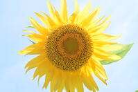 ヒマワリ　花 [XJU110005135]
