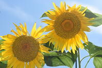 ヒマワリ　花 [XJU110005136]