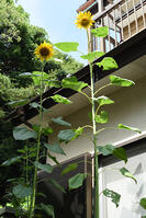 ヒマワリ　花 [XJU110005137]