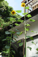 ヒマワリ　花 [XJU110005138]