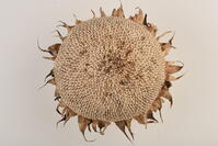 ヒマワリ　実 [XJU110005139]