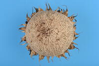 ヒマワリ　実 [XJU110005140]