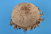 ヒマワリ　実 [XJU110005141]