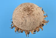 ヒマワリ　実 [XJU110005142]