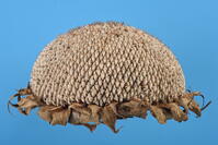 ヒマワリ　実 [XJU110005143]