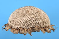 ヒマワリ　実 [XJU110005144]