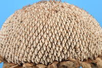 ヒマワリ　実 [XJU110005145]