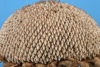 ヒマワリ　実 [XJU110005146]