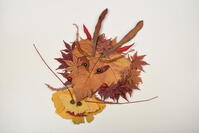 落ち葉遊び　リュウ(辰) [XJU110005150]