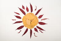 落ち葉遊び　太陽 [XJU110005157]