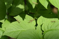 オオカマキリ　孵化したばかりの幼虫 [XJU110005161]